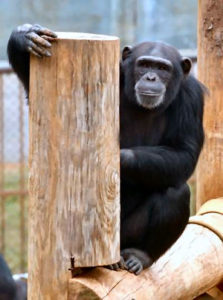 last ape pygmy chimpanzee behavior and ecology