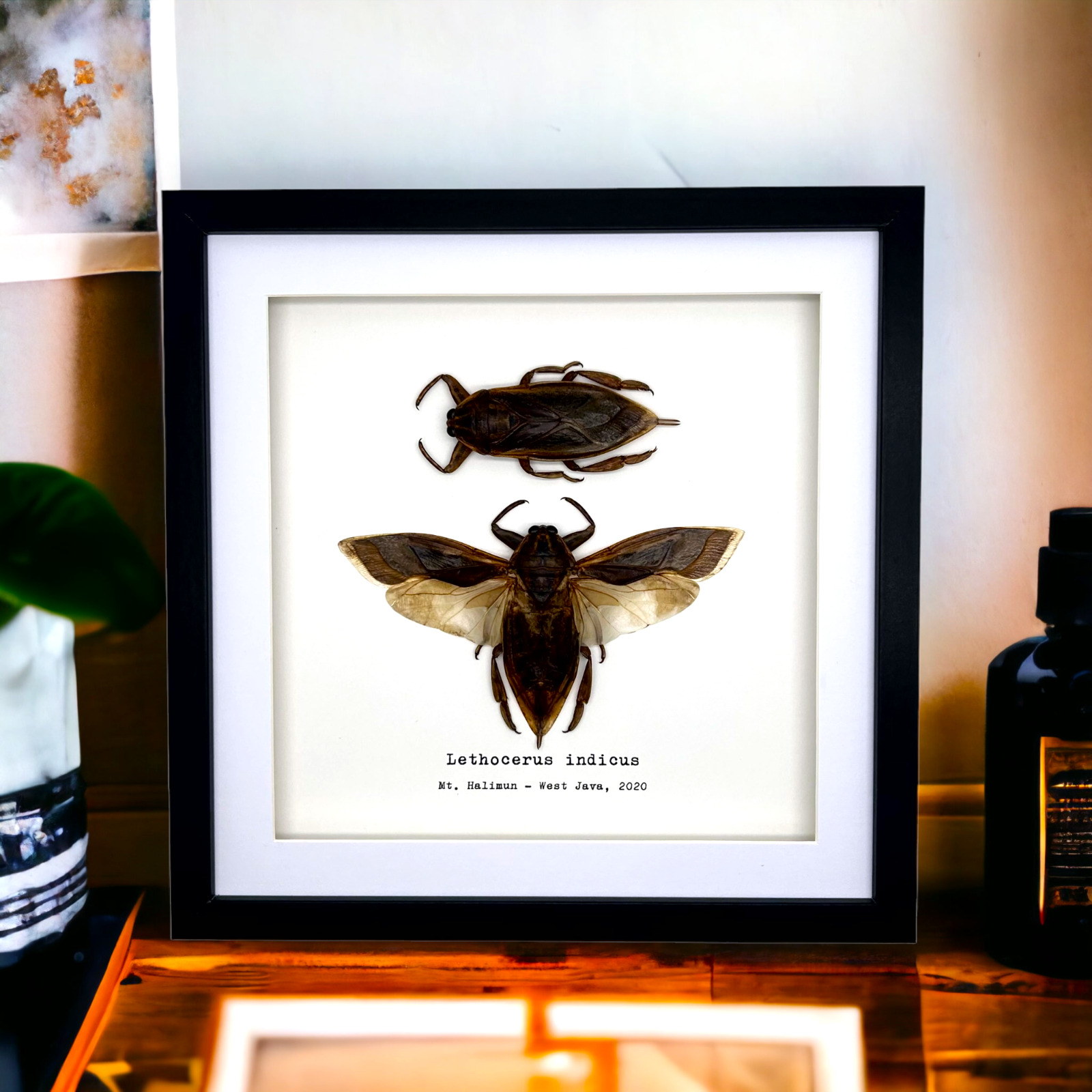 Giant Water Bug (Lethocerus indicus) Shadow Box Frame, Professionally Mounted