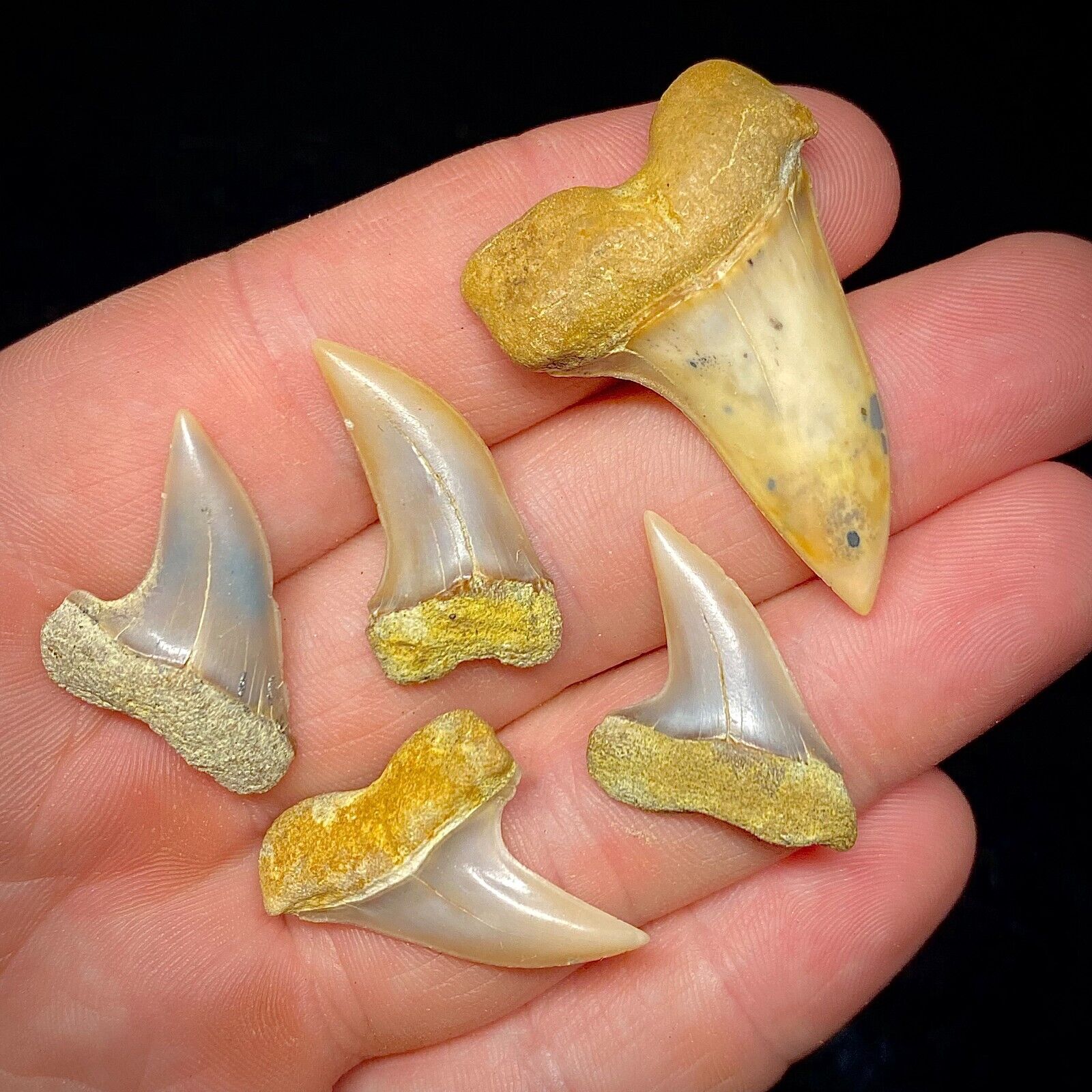Shark Teeth Lot Of 5 Hooked Shark Planus Tooth Megalodon Era Bakersfield Fossil