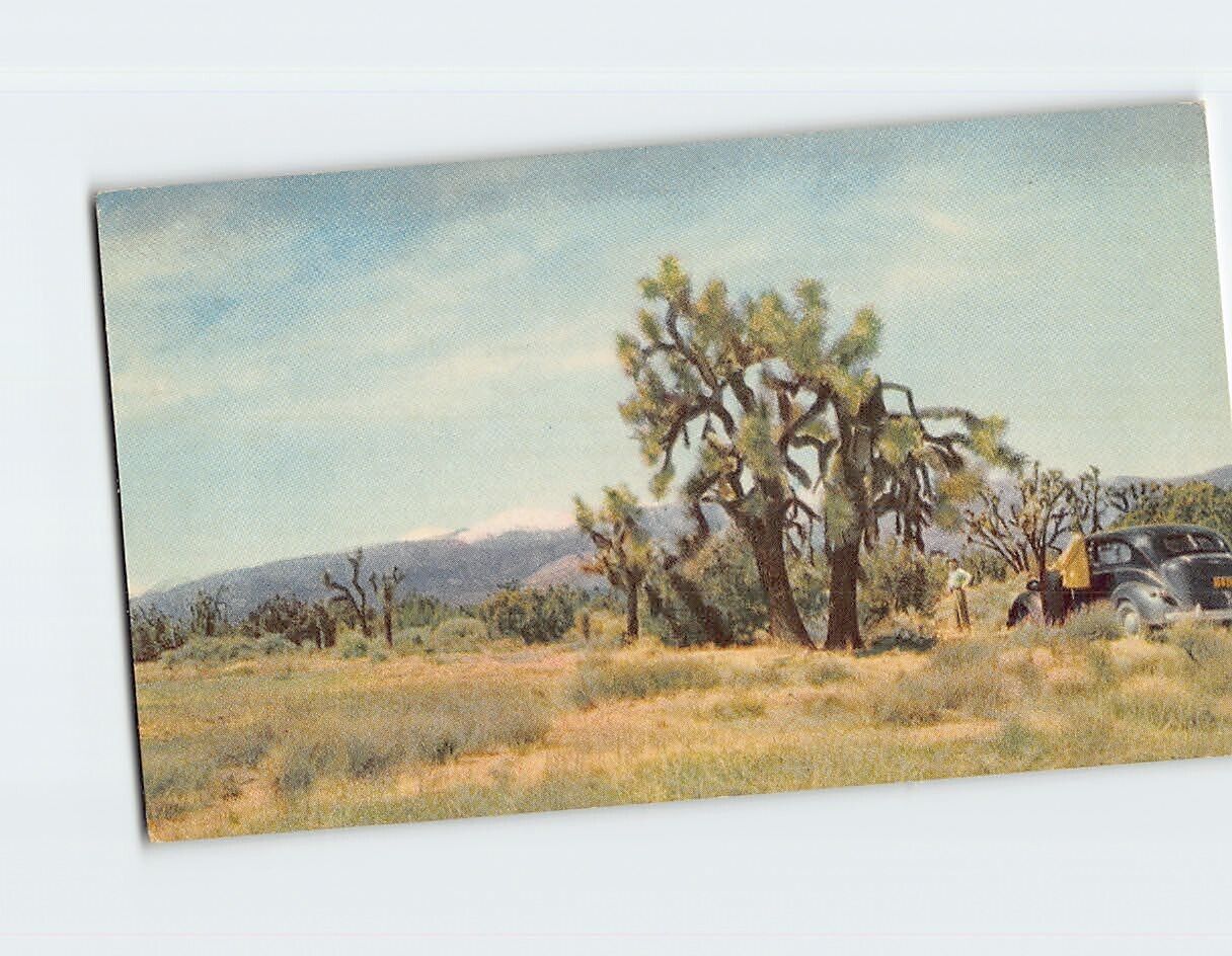 Postcard Joshua Tree Mojave California USA