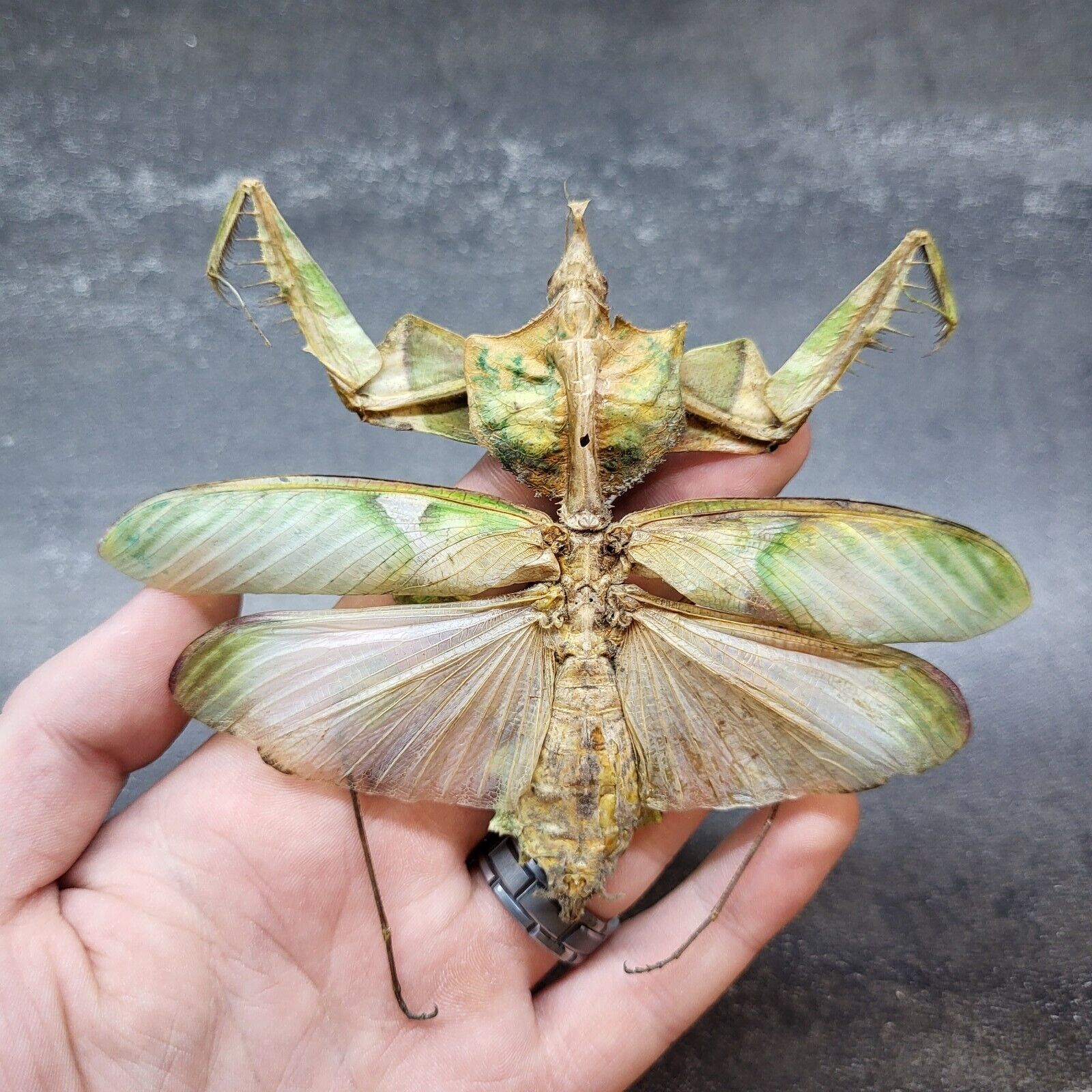 Real Devils Flower Mantis (M) Idolomantis Diabolica Praying Mantis Specimen RARE