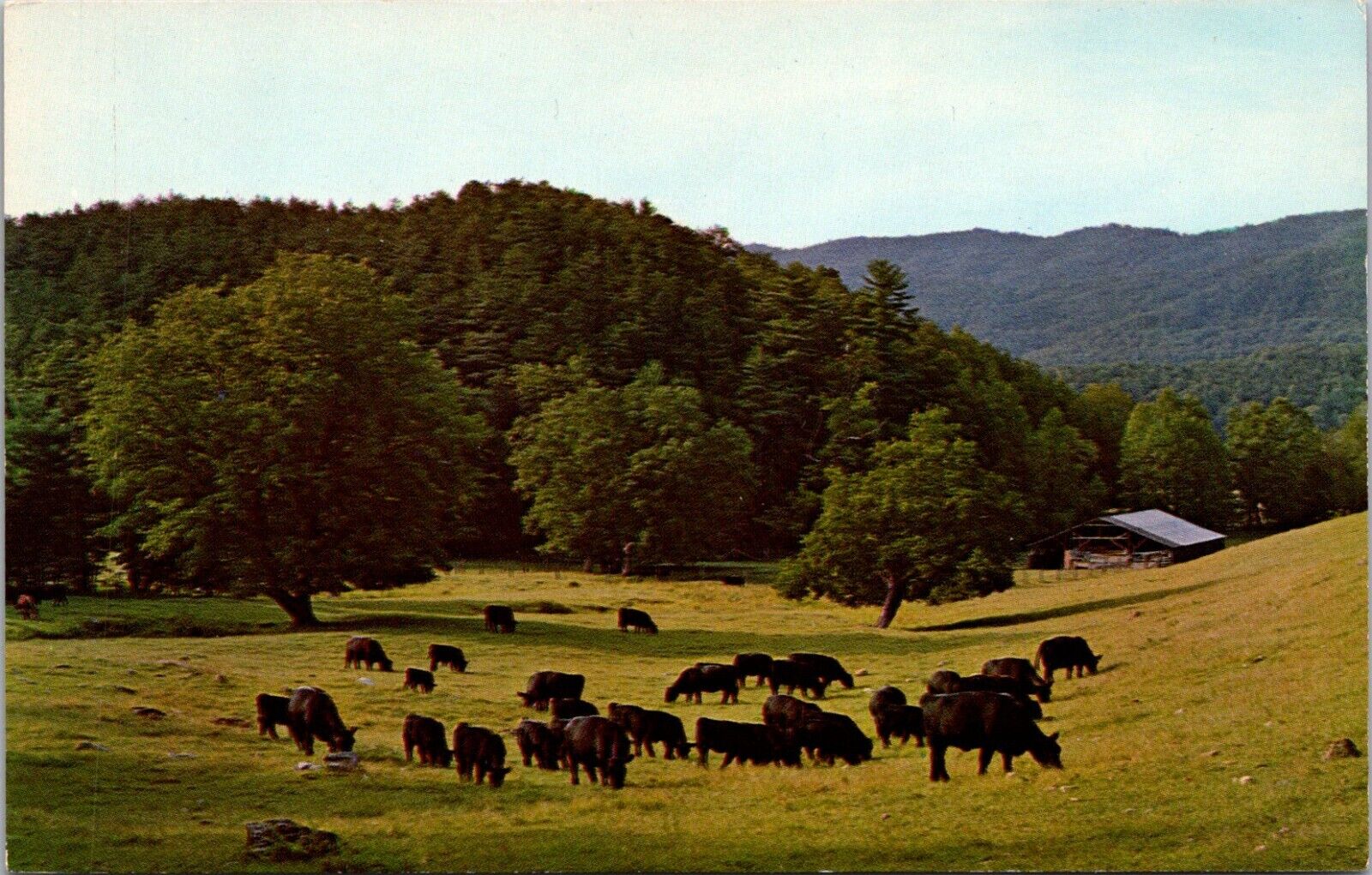 Herd of cows in cades Cove RPPC - A326