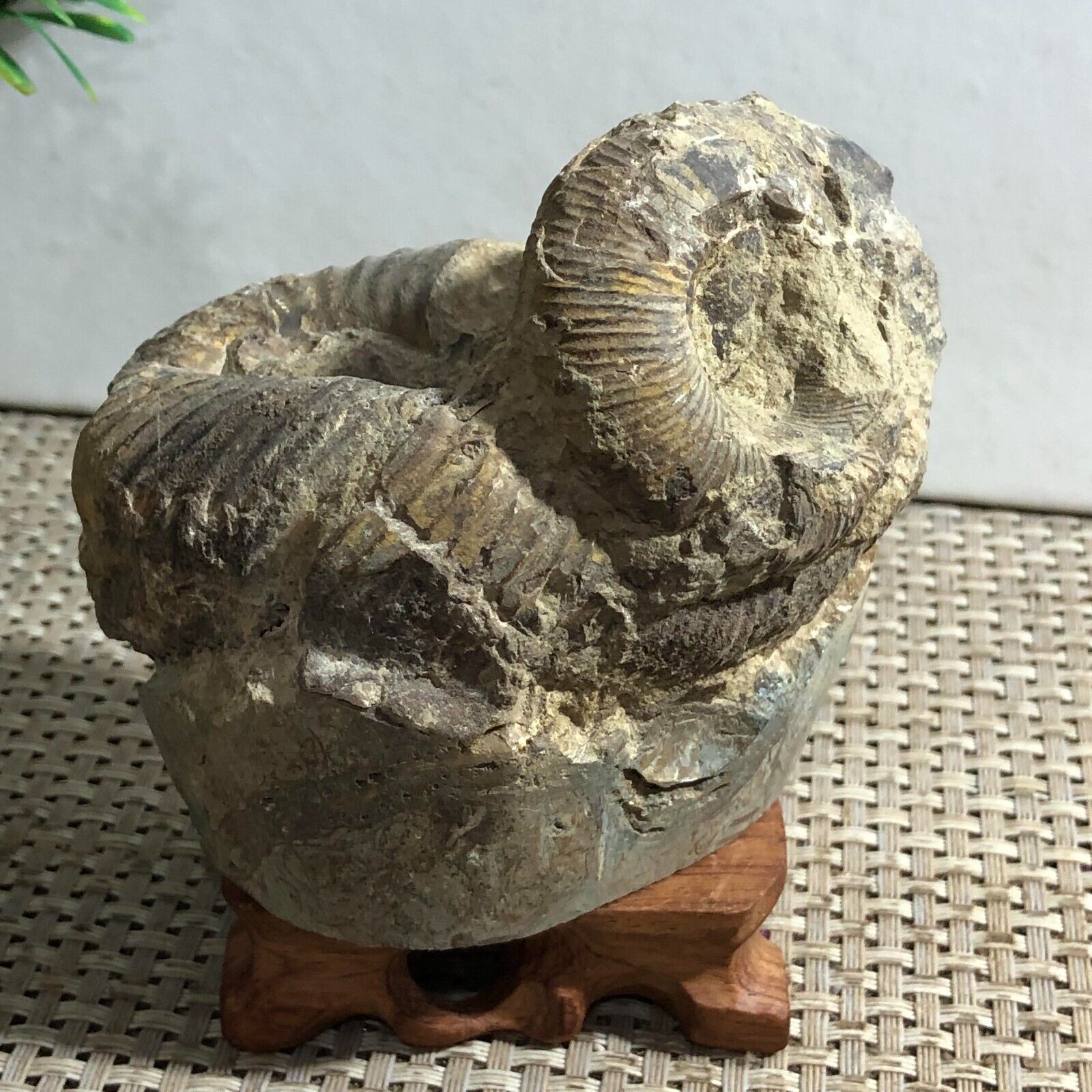 442g Rare Heteromorphic Ammonite Nostoceras malagasyense Madagascar d3