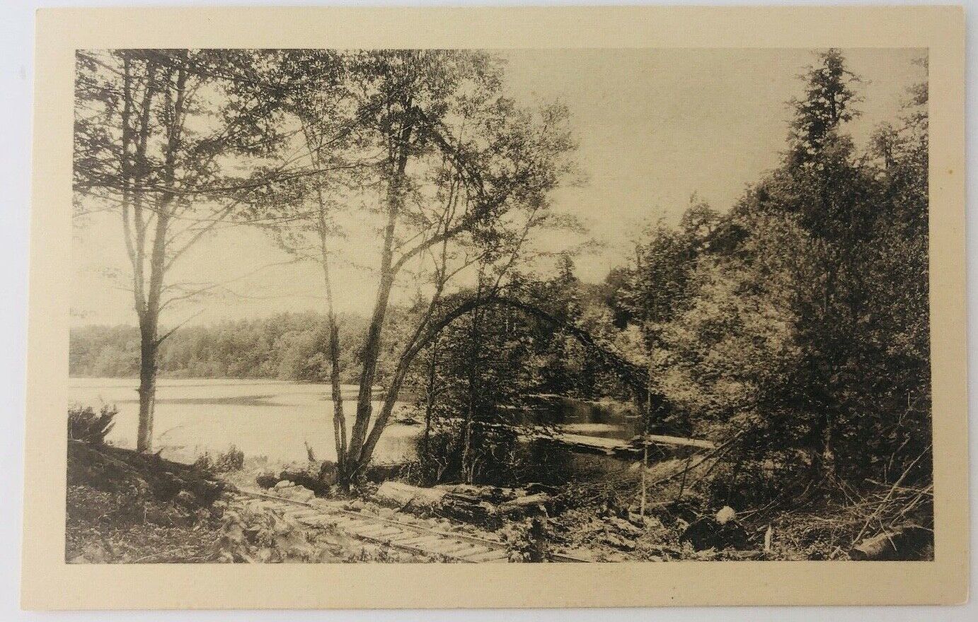 Vintage Country Pond Lake Scene RPPC Trees 