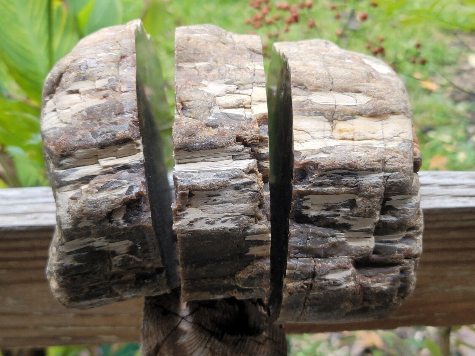 3 Pieces Arizona petrified Wood Araucaria conifer Polished A+ U.V. Reactive 