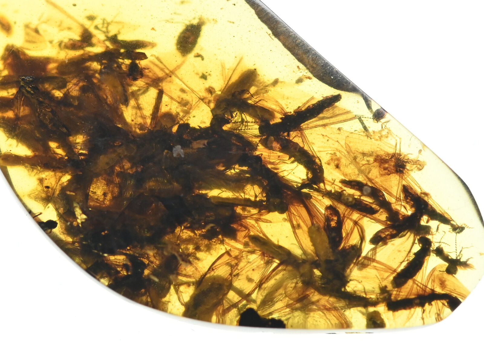 Swarm of Isoptera (Termite) Fossil inclusion in Burmese Amber