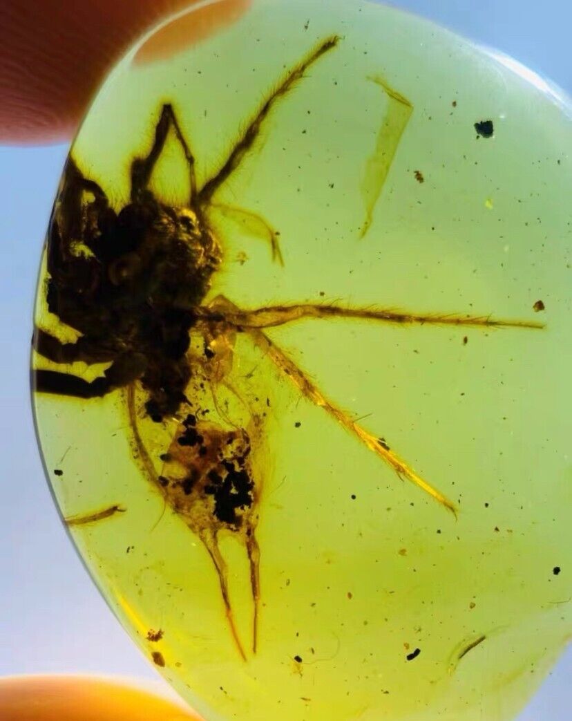 Burmese insects fossil burmite Cretaceous big spider insect amber fossil Myanmar