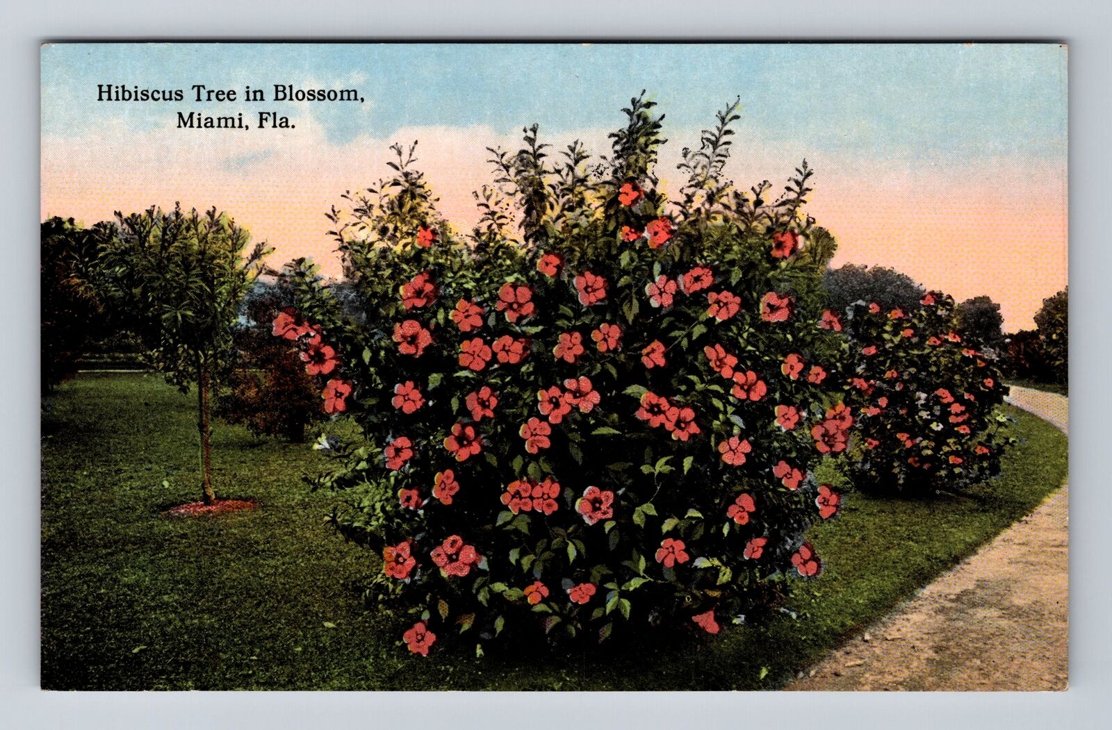 Miami FL-Florida, Hibiscus Tree in Blossom, Antique Souvenir Vintage Postcard
