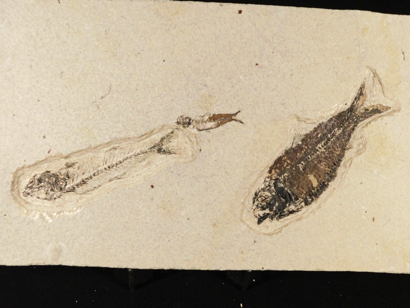 TWO Different Species Mioplosus and Knightia FISH Fossils From Wyoming 1484gr