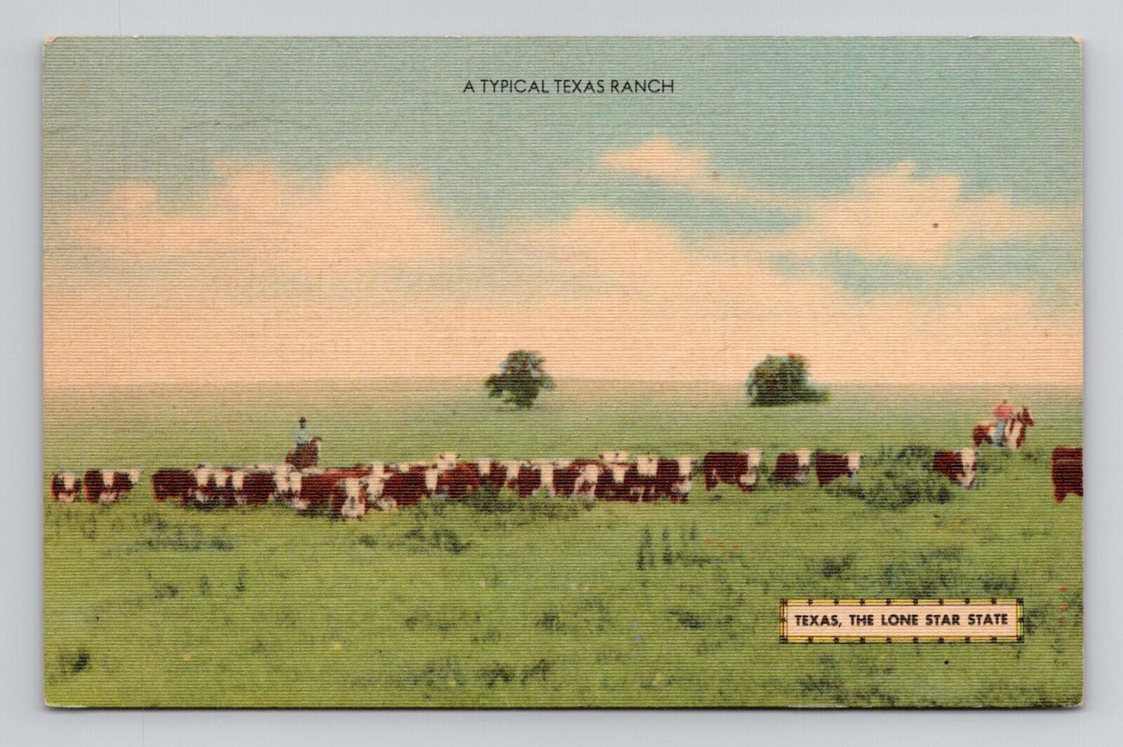 Postcard Cattle Ranch Posted El Campo Texas, Vintage Linen N8