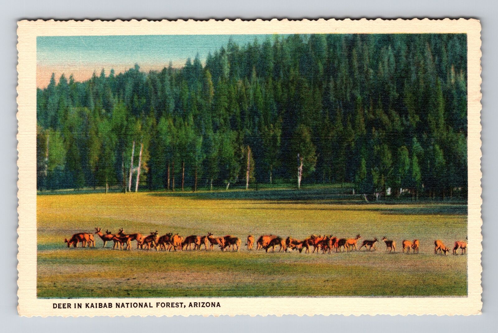 Kaibab National Forest AZ-Arizona, Scenic, Deer, Field, Vintage Postcard