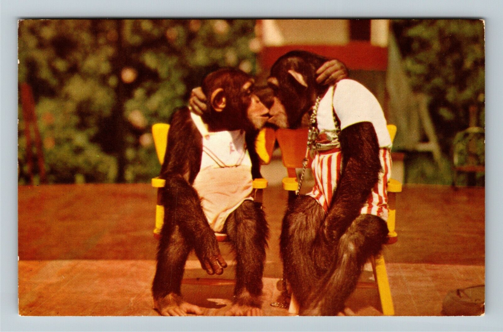 Monkeys, Lovers, Vintage Postcard