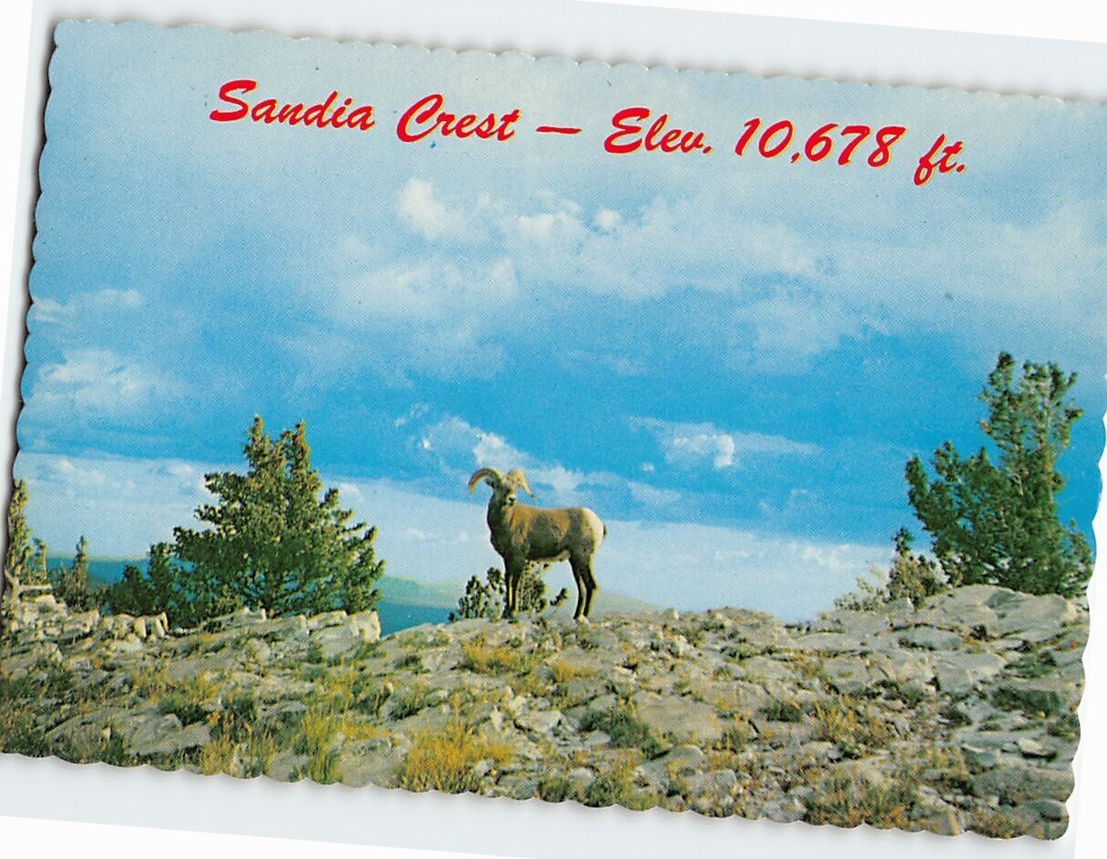 Postcard Big Horn Sheep Sandia Crest