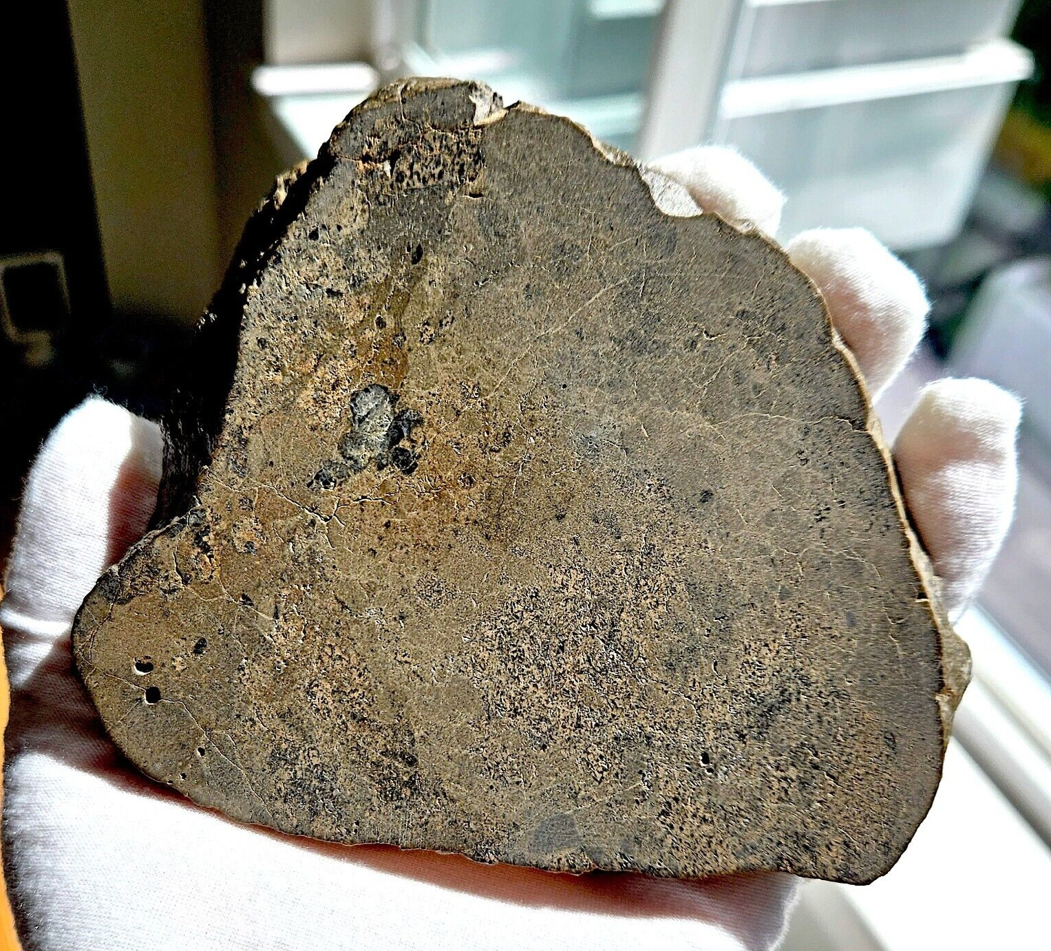 320g Porous Eucrite Melt Breccia - Meteorite Jikharra 001, HED, FULL Slice, COA