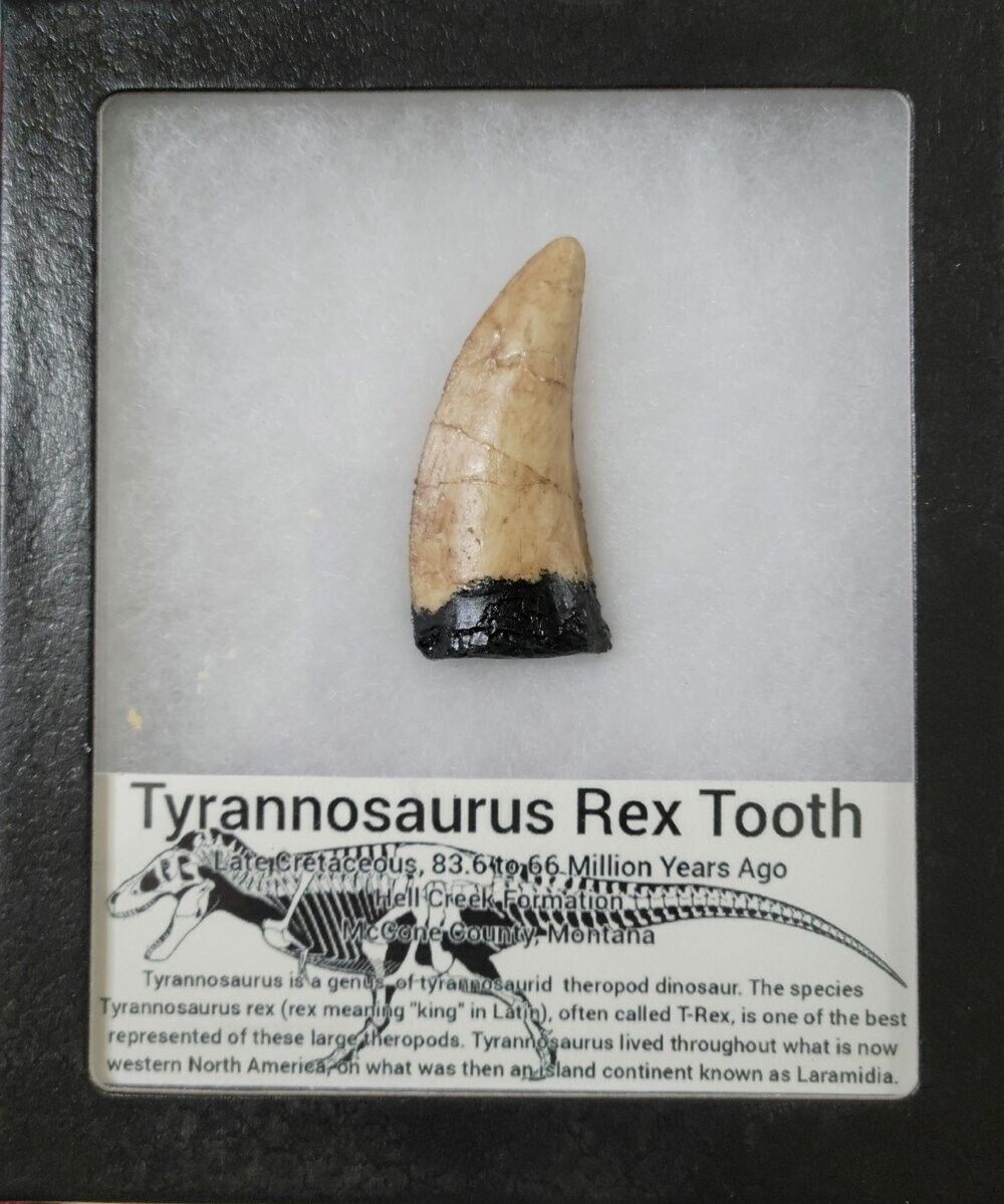 Tyrannosaurus Rex Tooth Replica Cast From Original Tooth (Hell Creek Formation)