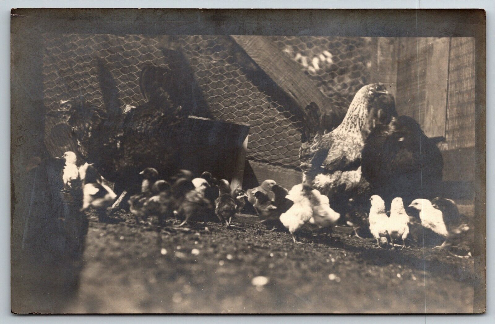 Vintage c1915 PPC Postcard - Chickens Hens in Pen Coop