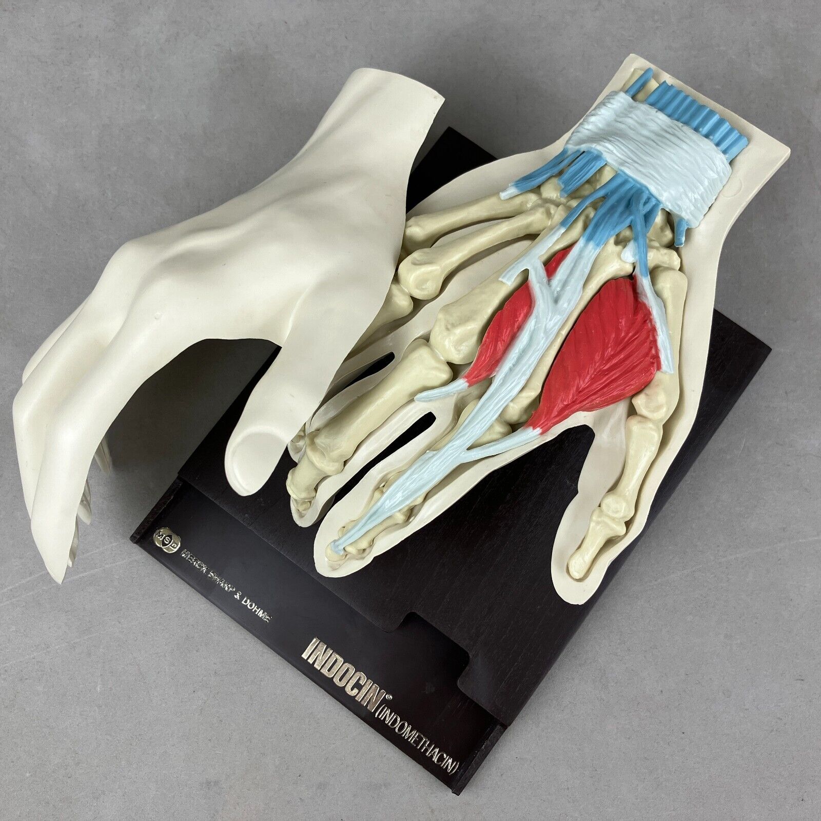 Vintage Merck Sharp & Dohme Indocin Advertising Anatomical Human Hand Model