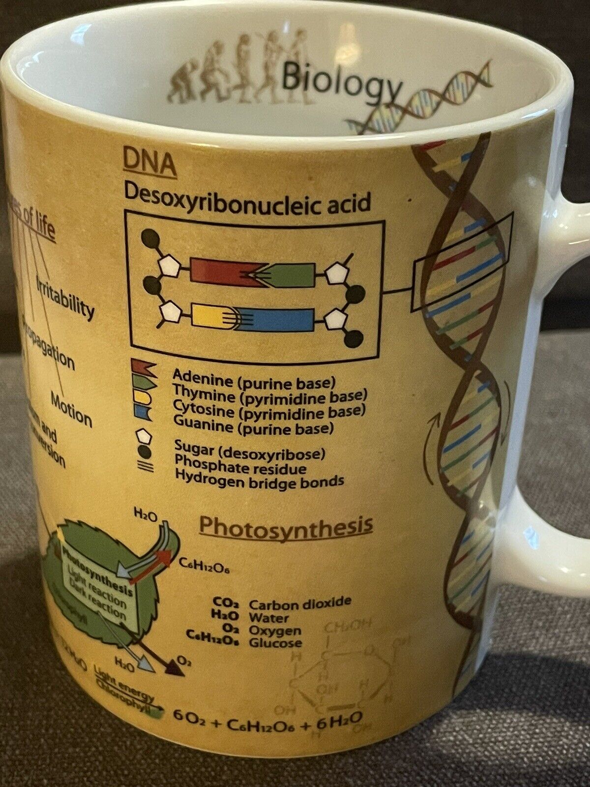 Konitz Science Biology Mug Cell Evolution DNA Photosynthesis Gift 15oz Germany