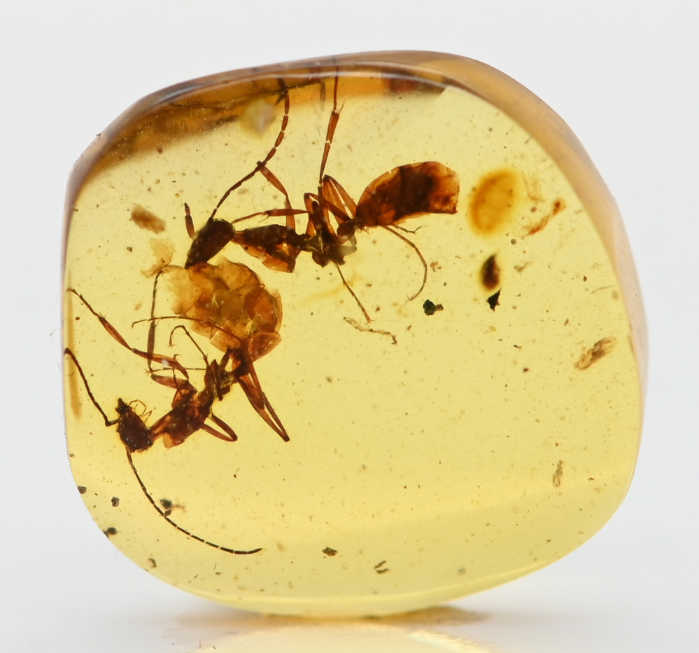 Two Extinct Sphecomyrma Ants, Fossil Inclusion in Burmese Amber