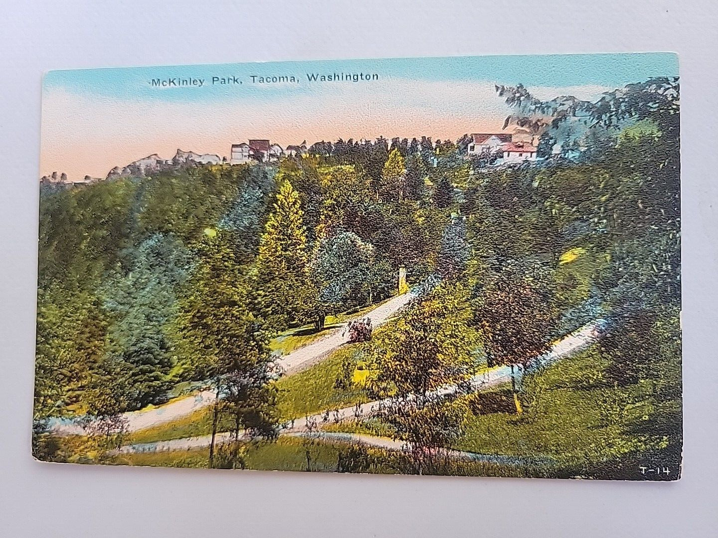 vintage postcard McKinley park tacoma washington state tree landscape scene