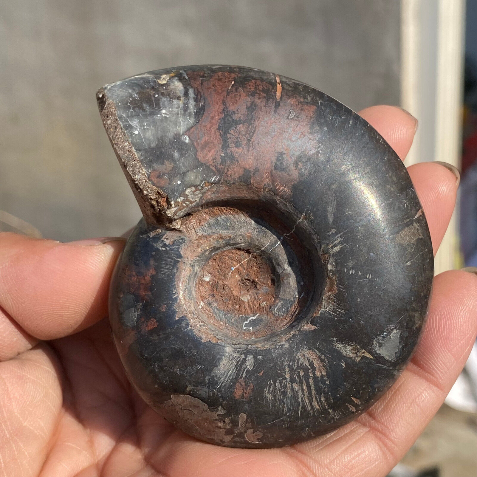 225g Natural Iron Ammonite Fossil Shell Conch Specimen Crystal Healing Display