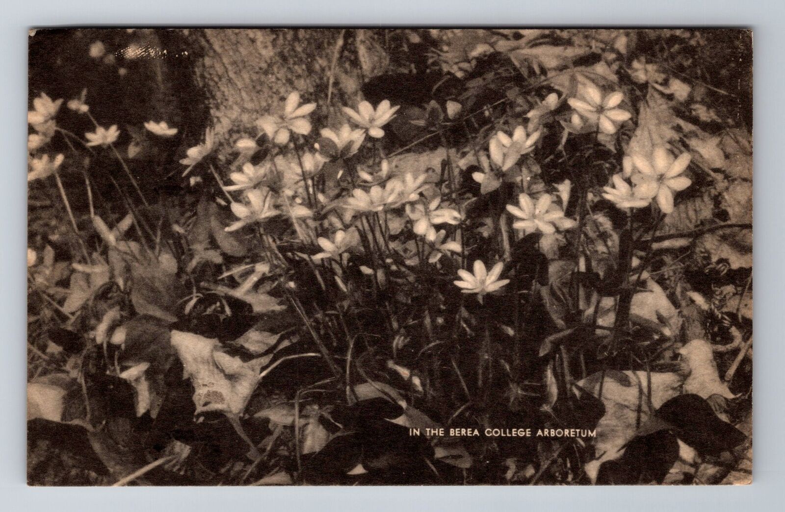 Berea KY-Kentucky, Flowers In Berea College Arboretum, Vintage c1943 Postcard