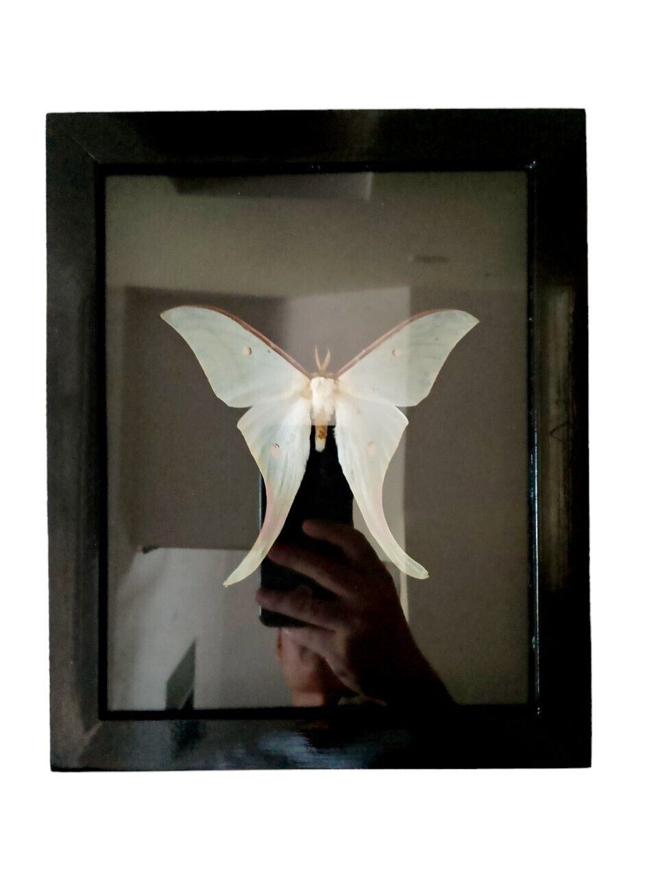 0003# Real Framed Giant Actias Luna Moth Insect Dried Butterfly Oddities 
