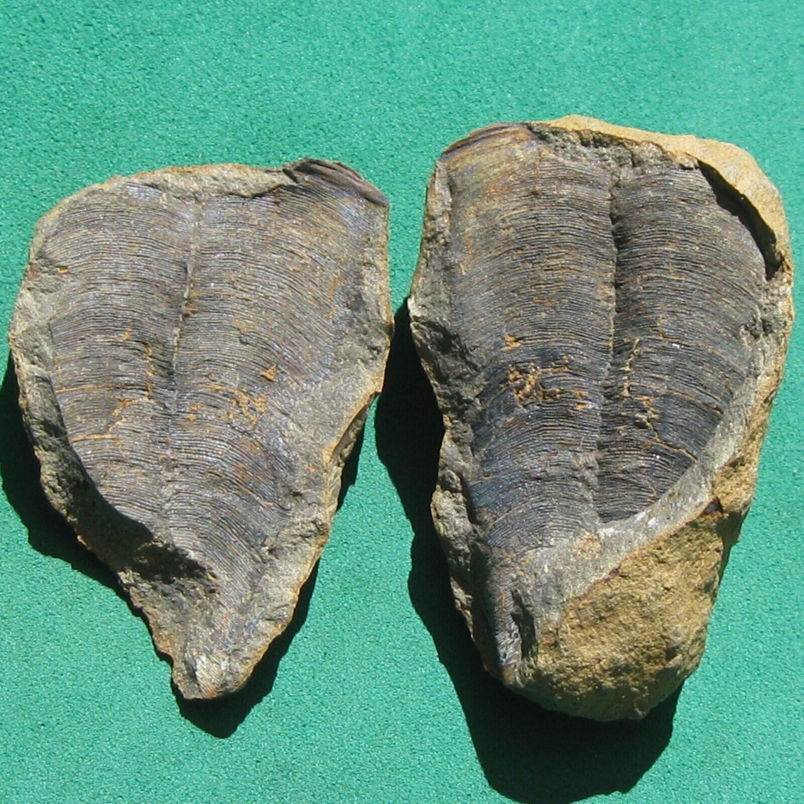 Conularid Fossil Conularia quichua conulariid Bolivia Devonian