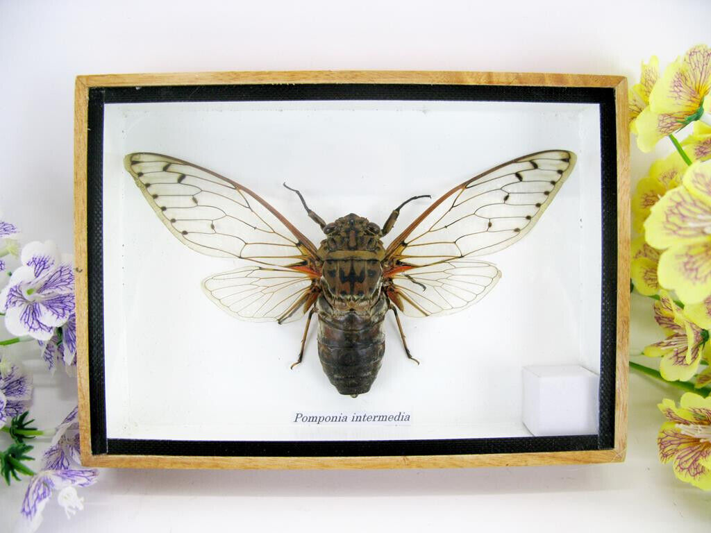 Pomponia intermedia XXL, Genuine Giant Cicada in 3D Showcase - Museum Quality