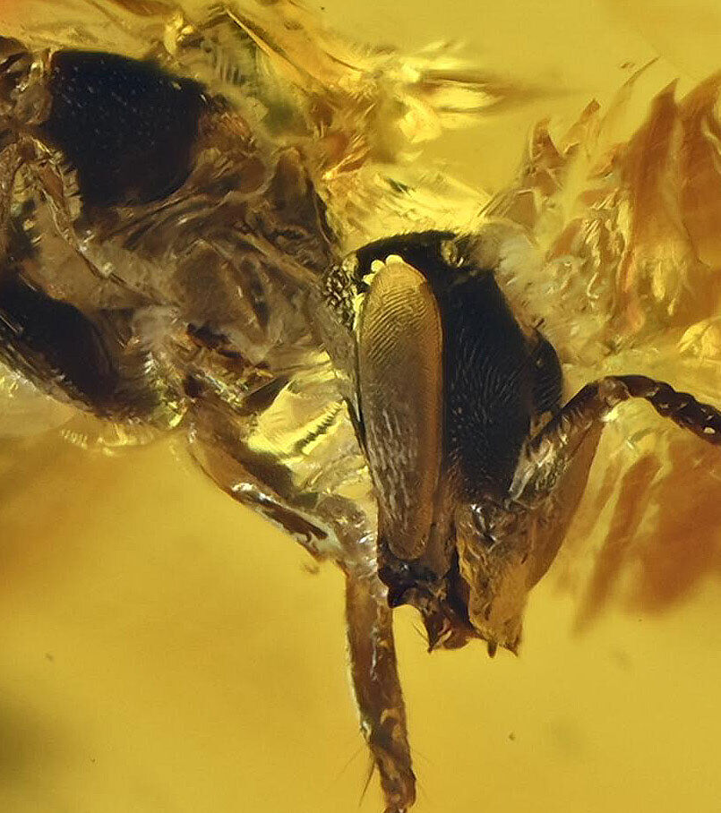 Detailed Hymenoptera (Wasp), Fossil Inclusion in Dominican Amber