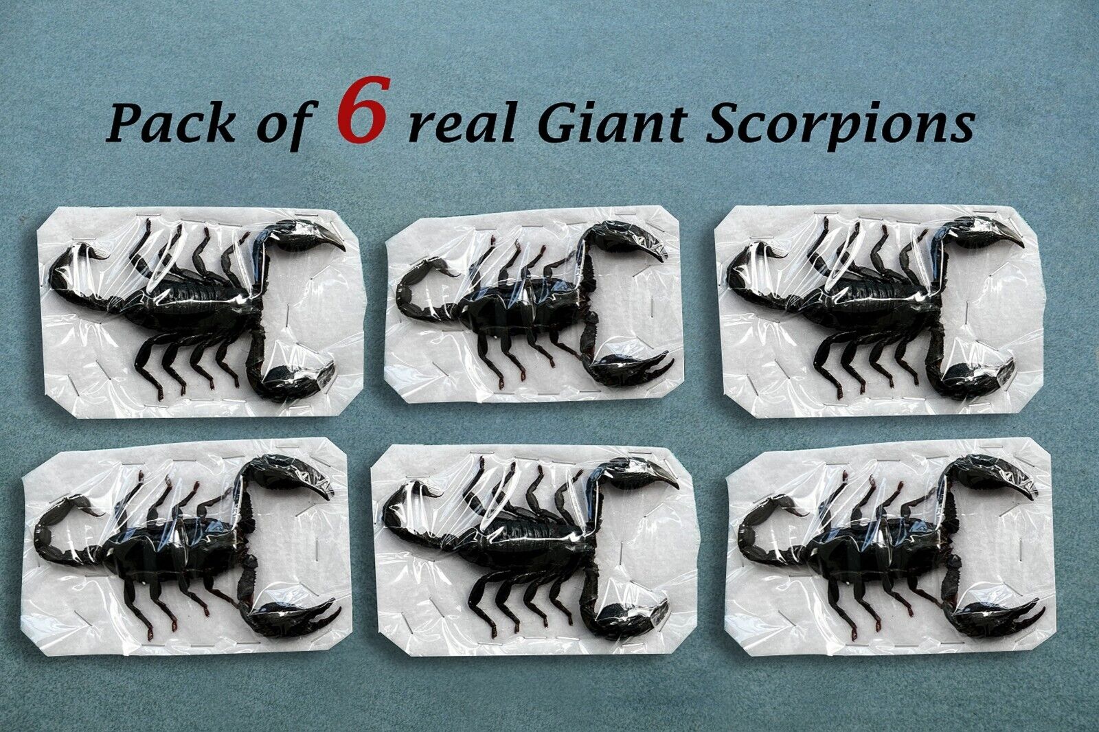 6 Real Bugs Teaching Collection Gothic Decor Entomology- as the photo shows
