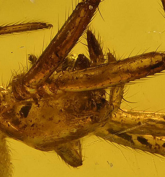 Detailed Araneae: Araneida (Spider), Fossil Inclusion in Dominican Amber