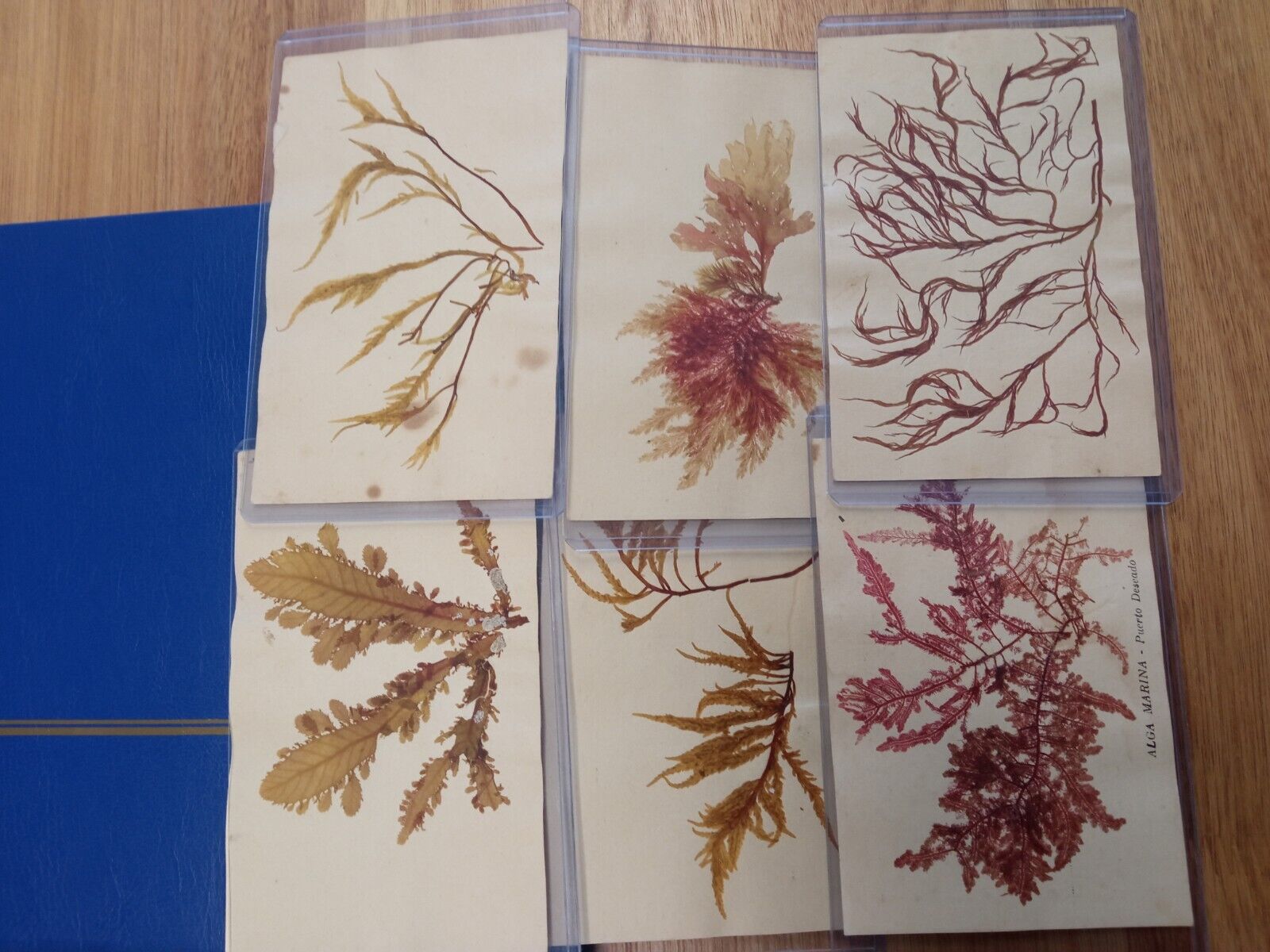 Original 1900s Postcards with Dehydrated Seaweeds from Patagonia Coast Argentina