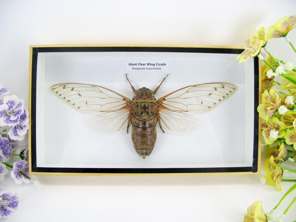Pomponia intermedia - XXL Cicada, real giant Cicada in 3D - museum quality