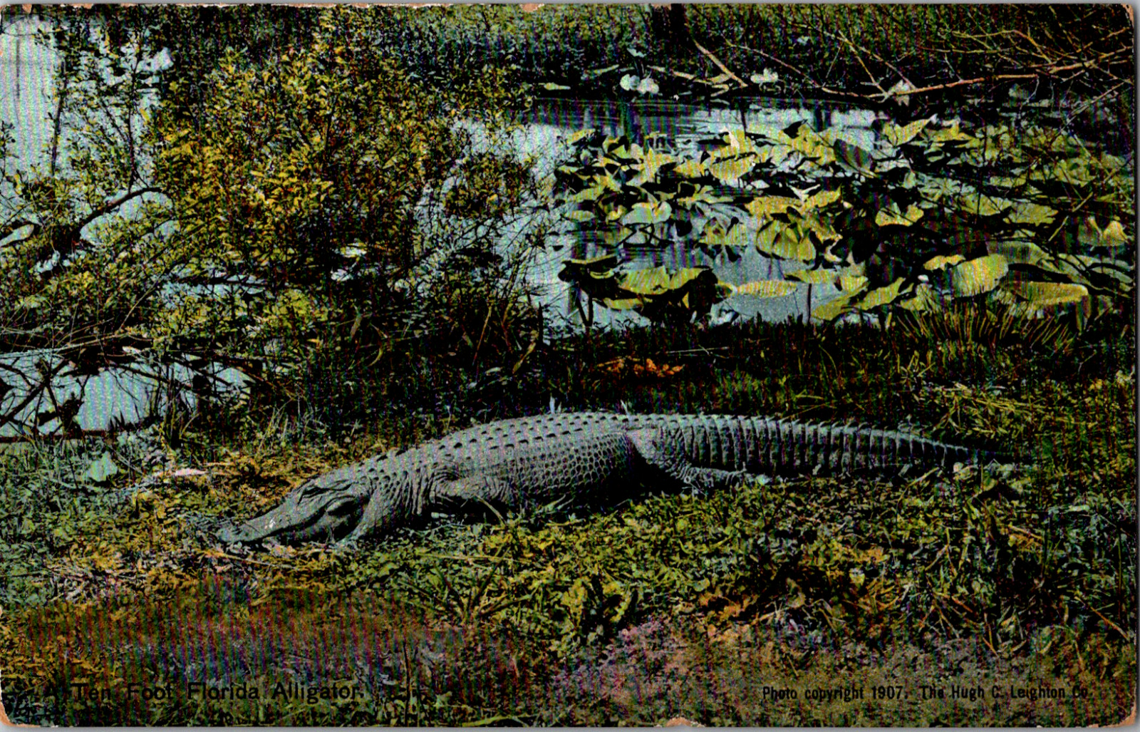 Vintage 1910's 10 Foot Giant Alligator, Lilly Pond Swamp, Florida FL Postcard 