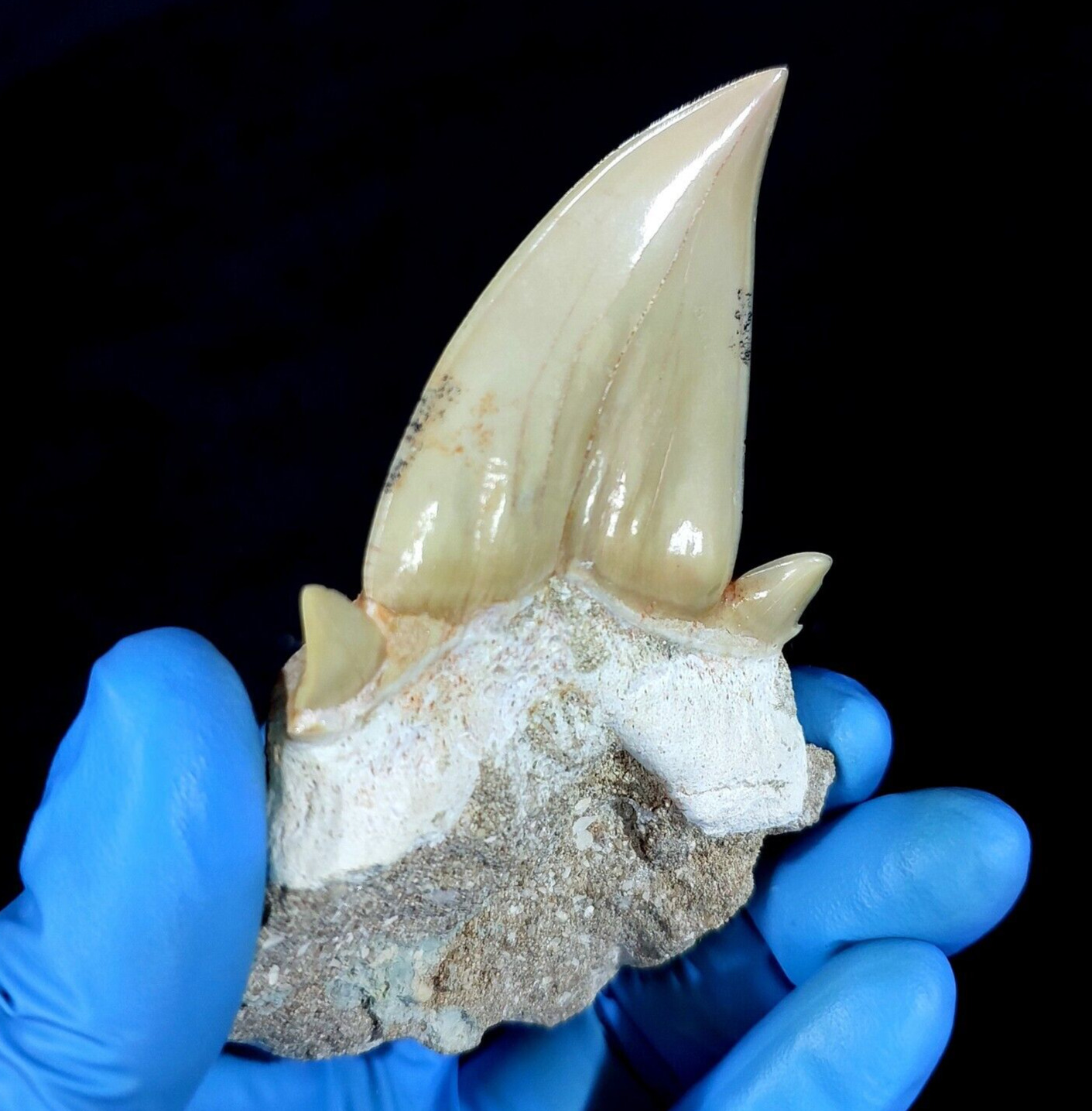 Special 3.14 IN Huge shark Otodus obliquus tooth in matrix  Megalodon  teeth