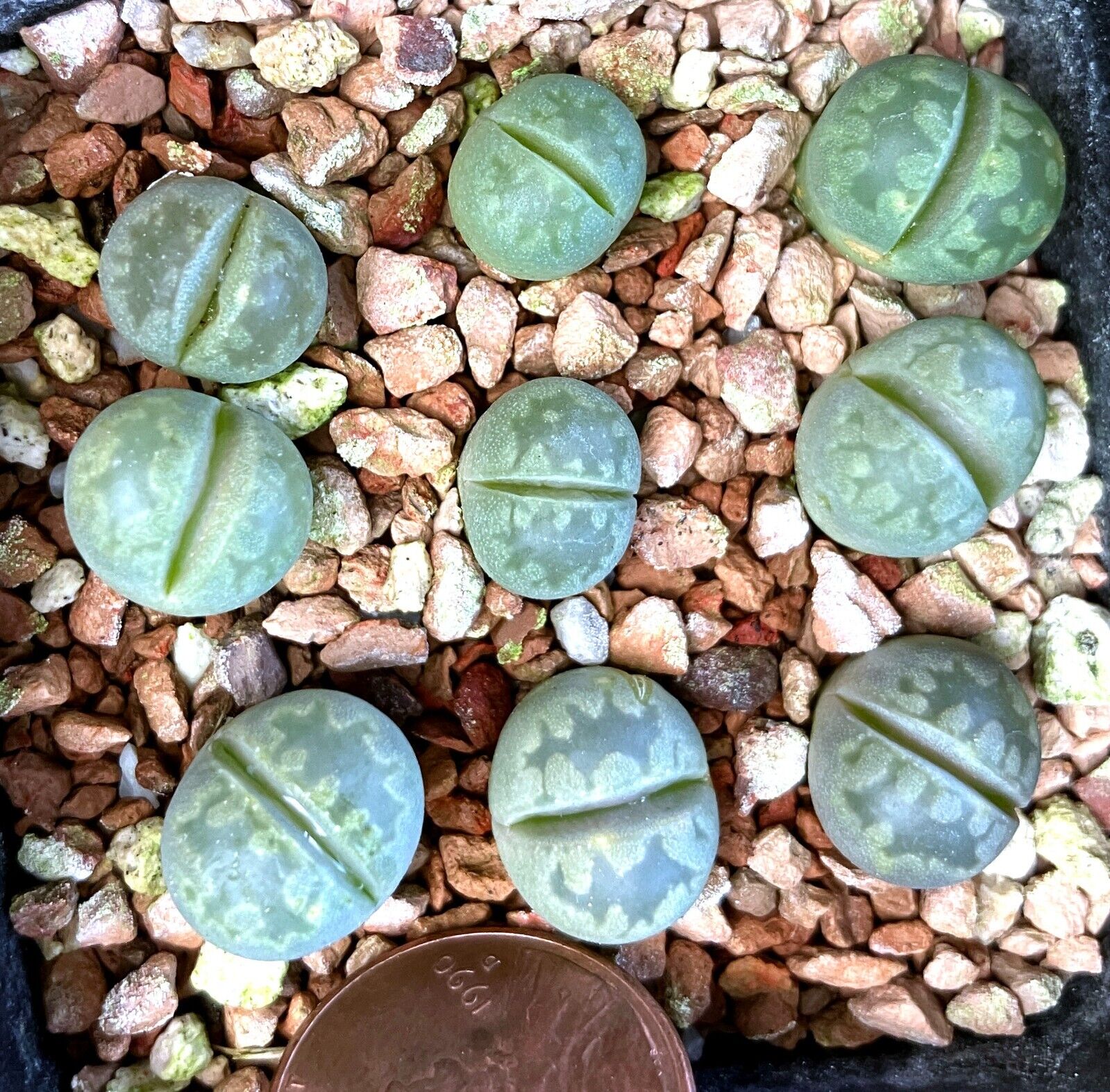 Mesembs Plant--Lithops otzeniana 'Aquamarine'--ONE Seedling from Pot