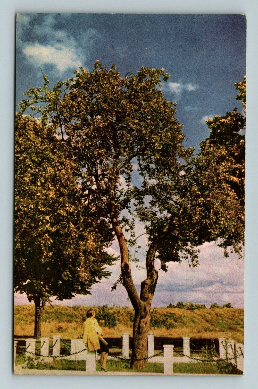 Vancouver-Canada Oldest Living Apple Tree Vancouver Army Barrack Old Postcard