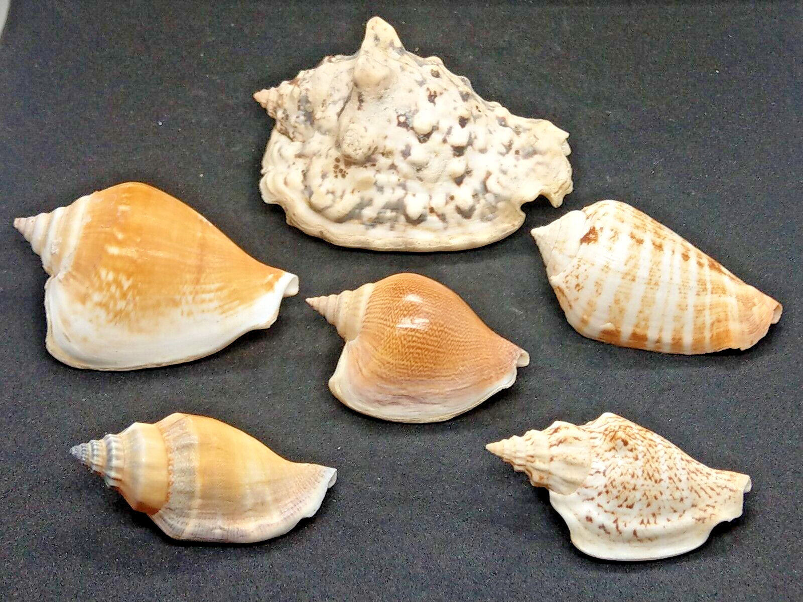 6 units Strombus Sea Shells Collection Shell from 50 to 80 mm