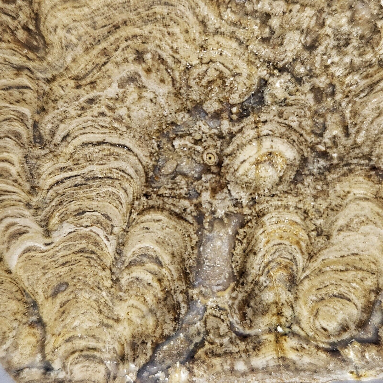 Rare Polished Stromatolite Fossil, Flagstaff Limestone (Paleocene Age) USA, 285g