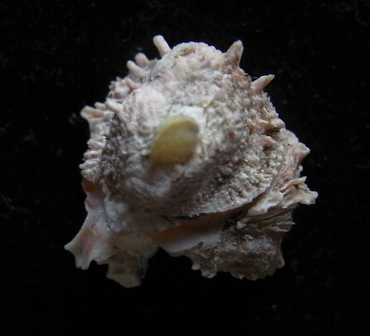 seashell Chama congregata RARE 17mm F+++