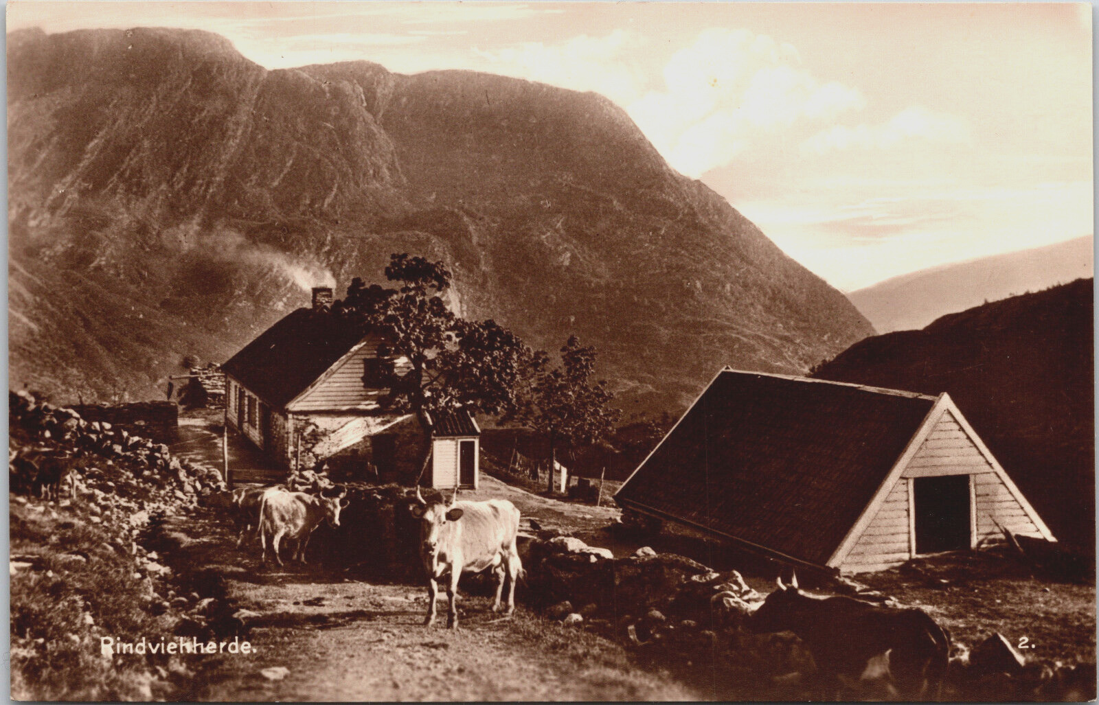 Bergen Farm Cattle Breeding Pasture Land Norway Trinks-Bildkarte Postcard RPPC