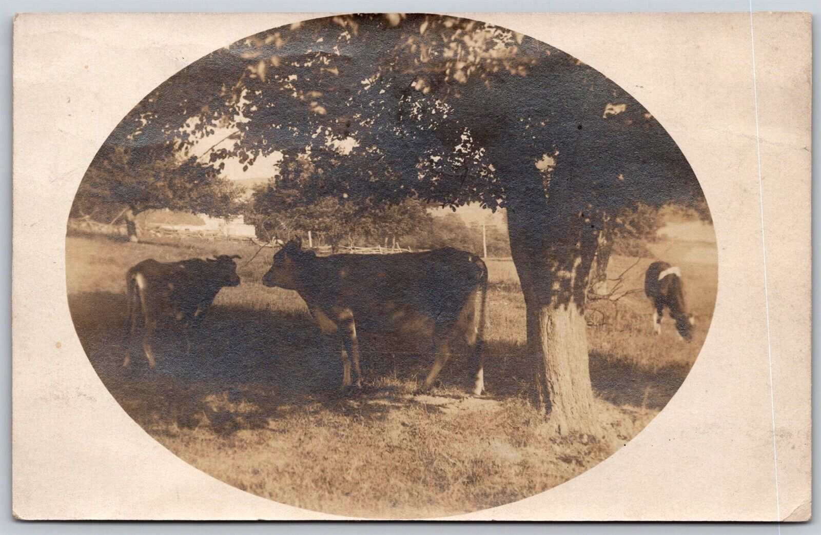Postcard Cattle and Cow Grazing under Large Tree Field NY 1909 RPPC O165
