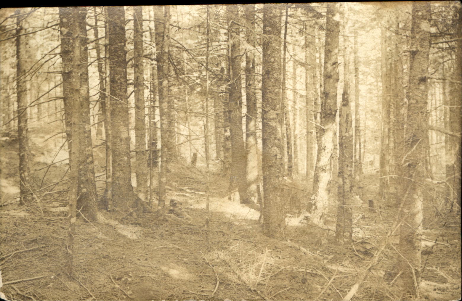RPPC woods trees ~ mailed 1911 Ocean Point or Ocean Park Maine to CA Oberlauder