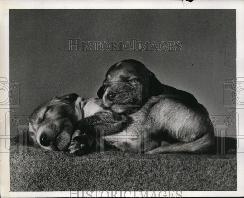 1944 Press Photo Sleeping Puppies - ney10853