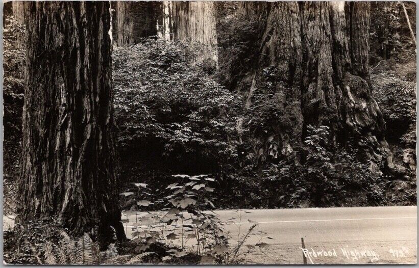 Vintage 1940s CALIFORNIA Redwood Highway RPPC Postcard Patterson Real Photo #973