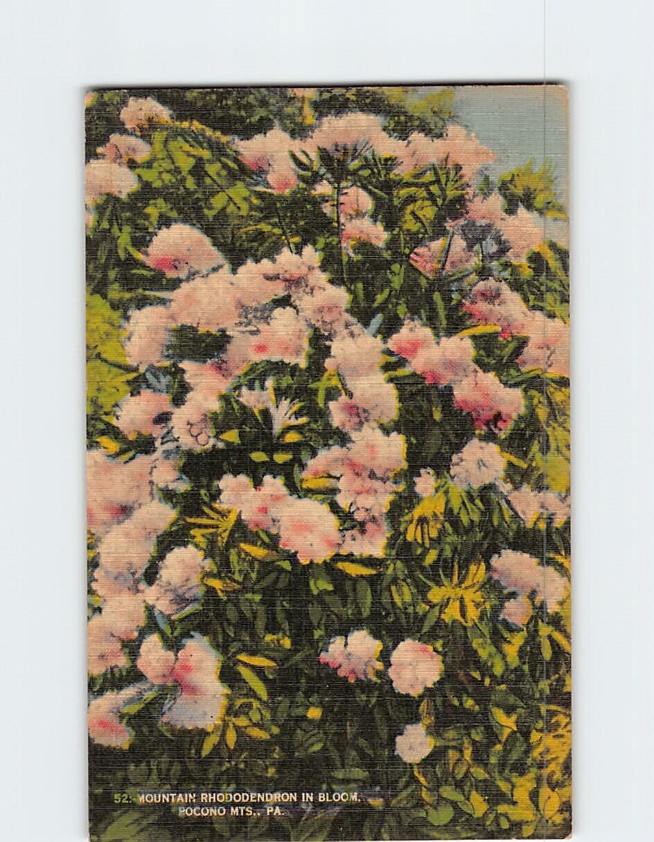 Postcard Mountain Rhododendron in Bloom Pocono Mountains Pennsylvania USA