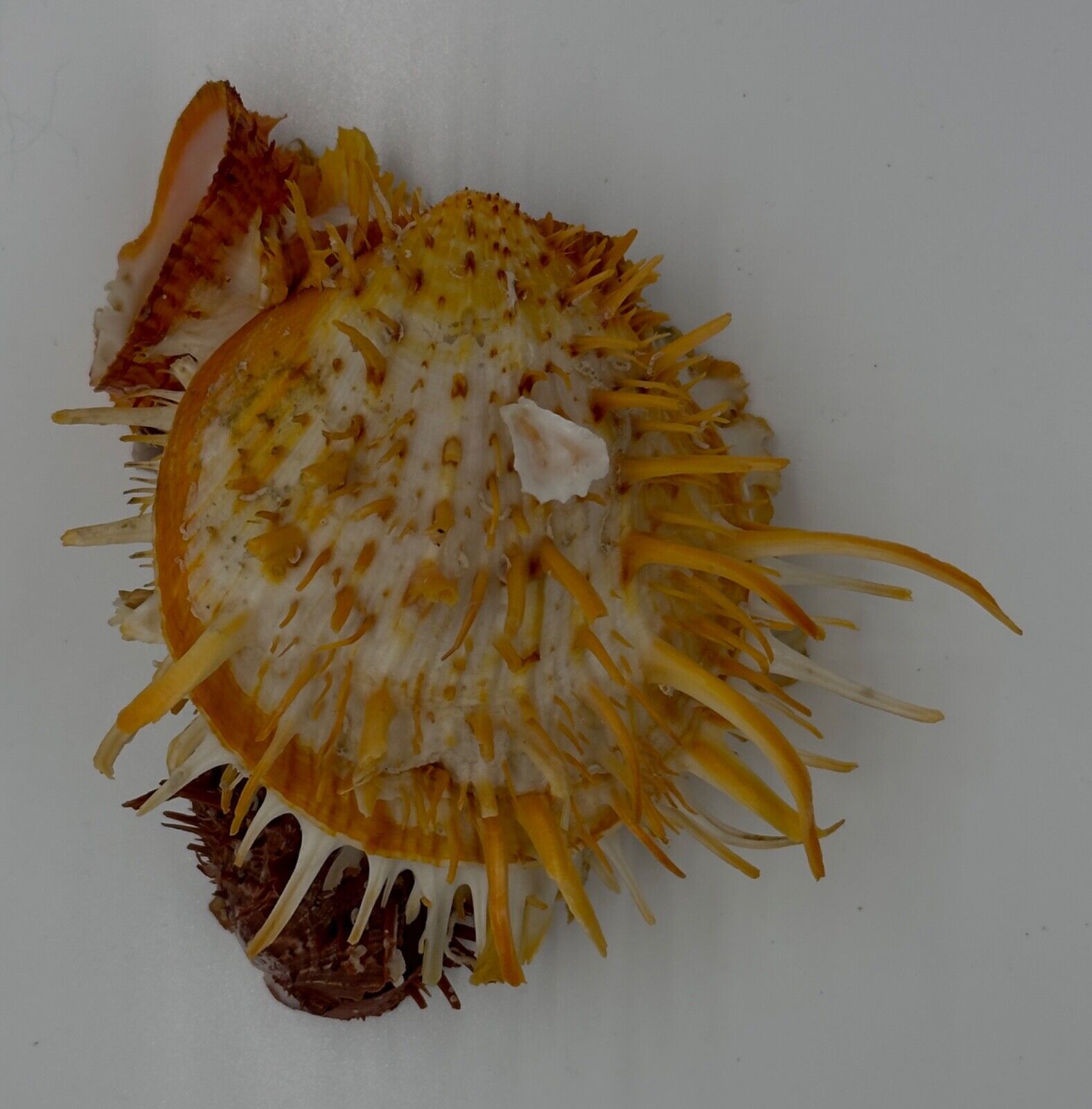 Collector specimens seashells Spondylidae, Spondylus americanus S0003