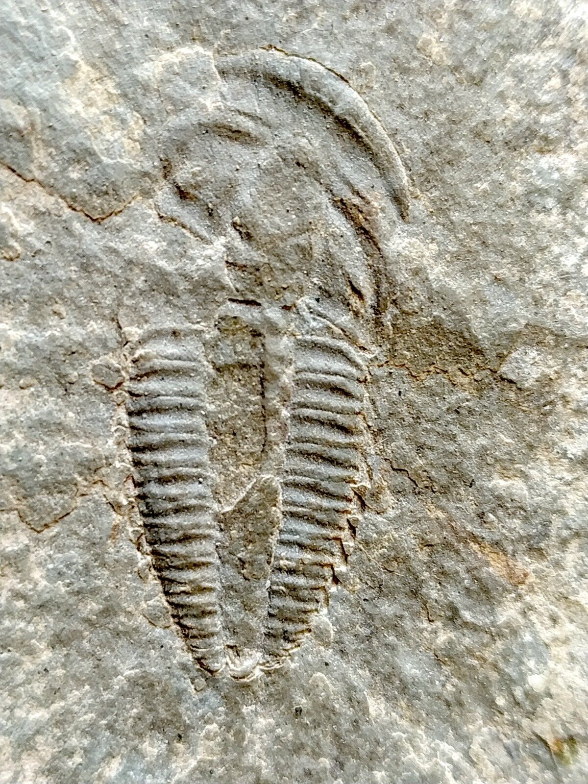 TOP RARE Bigotinops dangeardi Fossil Trilobite Morocco Cambrian BIGOTINOIDS