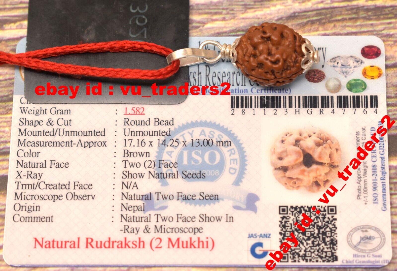 2 Mukhi Rudraksha / Two Face Rudraksh Nepal Bead Lab Certified Size 17.16 MM